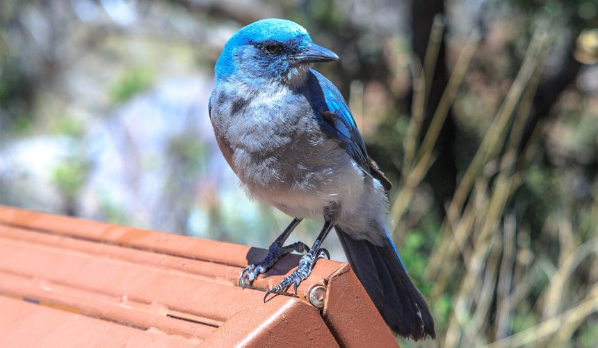 It’s for the birds! It’s for the birds!